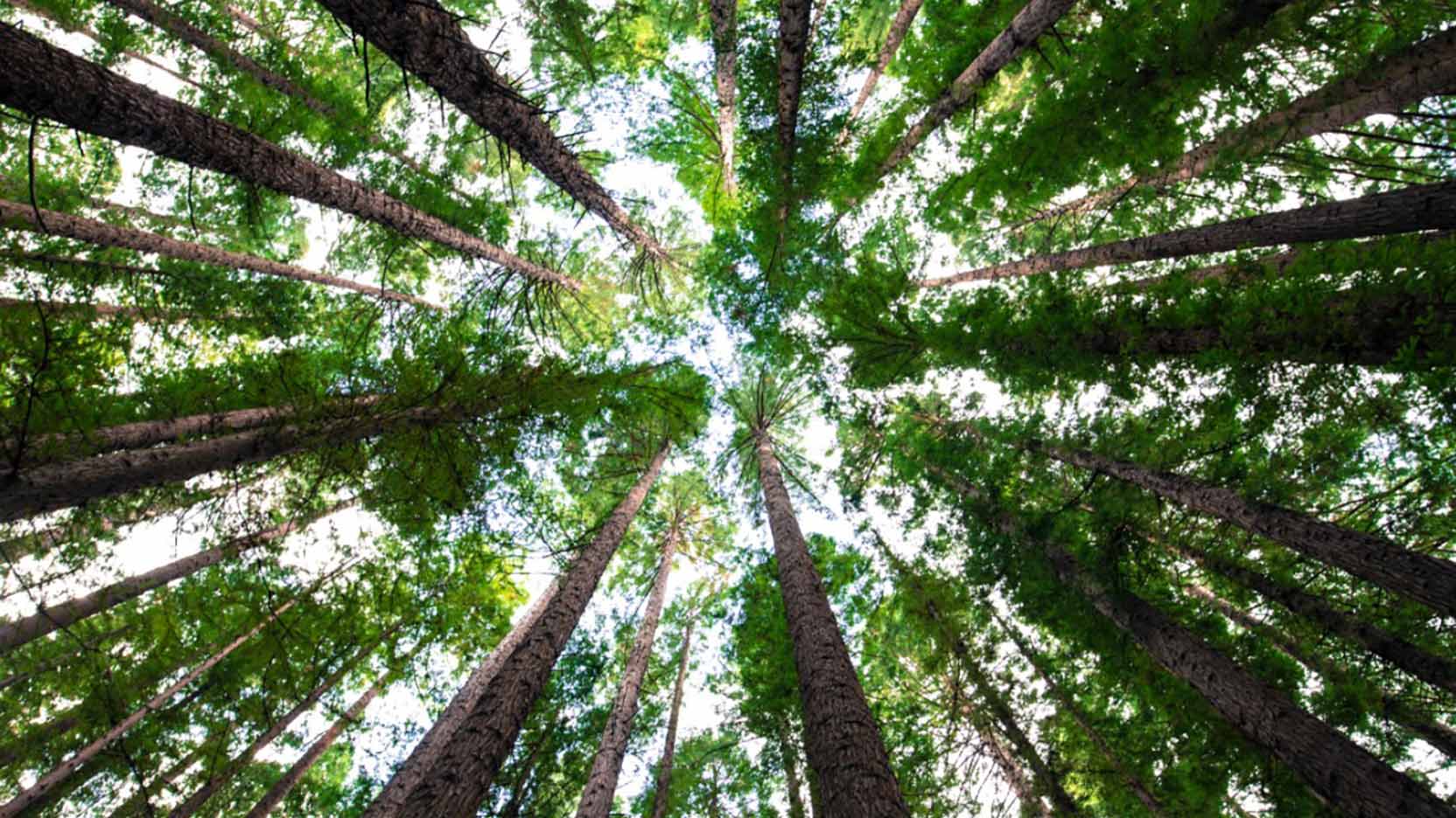 Le grand retour du bois dans nos vies